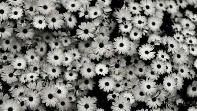 Dozens of daisies fill the frame edge to edge, dark centres punched through grey petals, the gaps between them dropping to black.