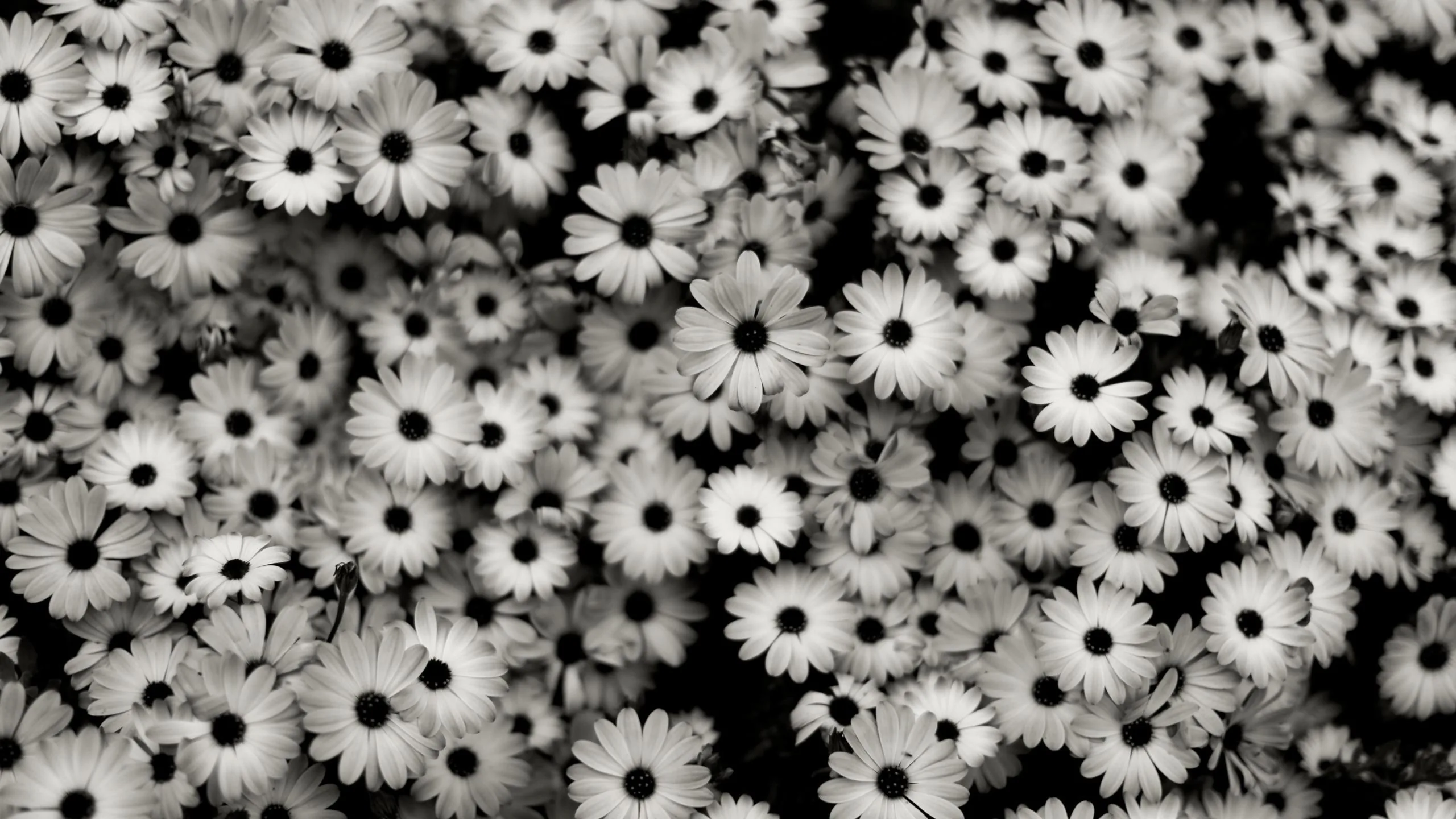 Dozens of daisies fill the frame edge to edge, dark centres punched through grey petals, the gaps between them dropping to black.