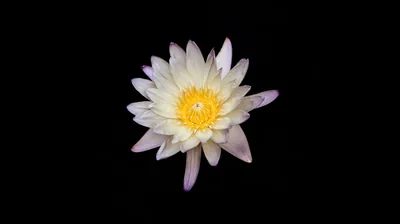 A water lily floats slightly left of centre on flat black, its narrow white petals ringing a dense yellow crown.