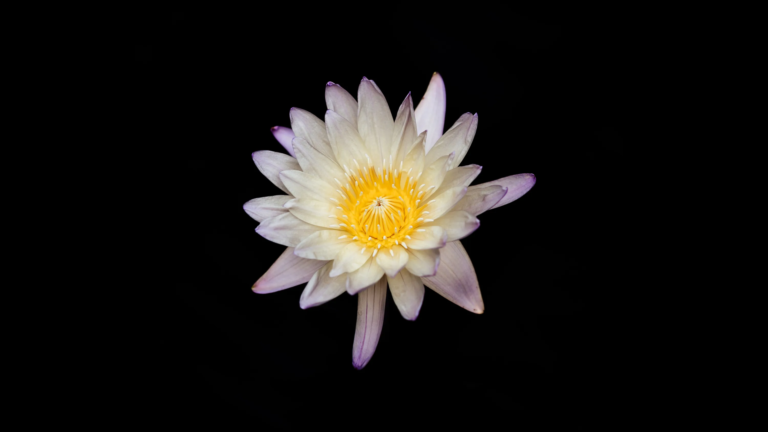 A water lily floats slightly left of centre on flat black, its narrow white petals ringing a dense yellow crown.