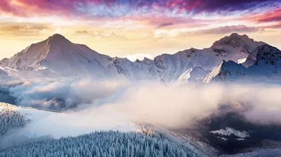 Pink and violet clouds hang above snowy summits as fog slides across a frosted forest, cold pastel tones running top to bottom.