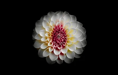 A dahlia opens in perfect symmetry at the centre of the frame, cream outer petals folding in toward a crimson core.