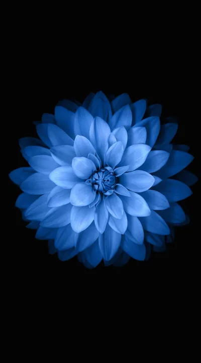One layered blue flower opens at the centre of the frame, petals pale at the tips and darker toward a tight middle, everything else black.