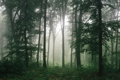Slender green beech trees fade into pale fog, the sun a soft glow behind the middle trunks — muted tones that sit quietly behind icons.