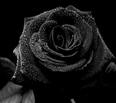 A rose in full bloom carries beads of water on every petal, shot in tight black and white.