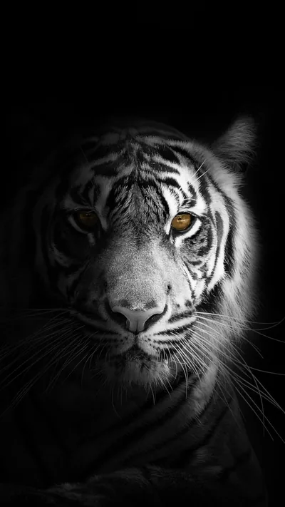 A tiger looks out from near-total black, one amber eye lit and its stripes fading into the dark.