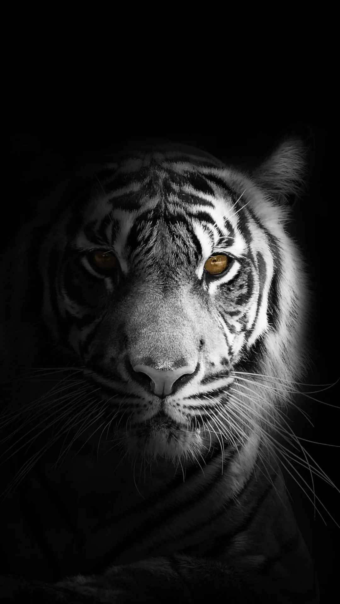A tiger looks out from near-total black, one amber eye lit and its stripes fading into the dark.