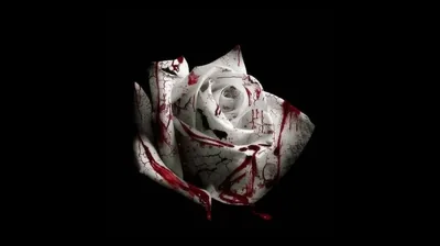 A single white rose on solid black, red running down the outer petals and pooling in the folds near the base.
