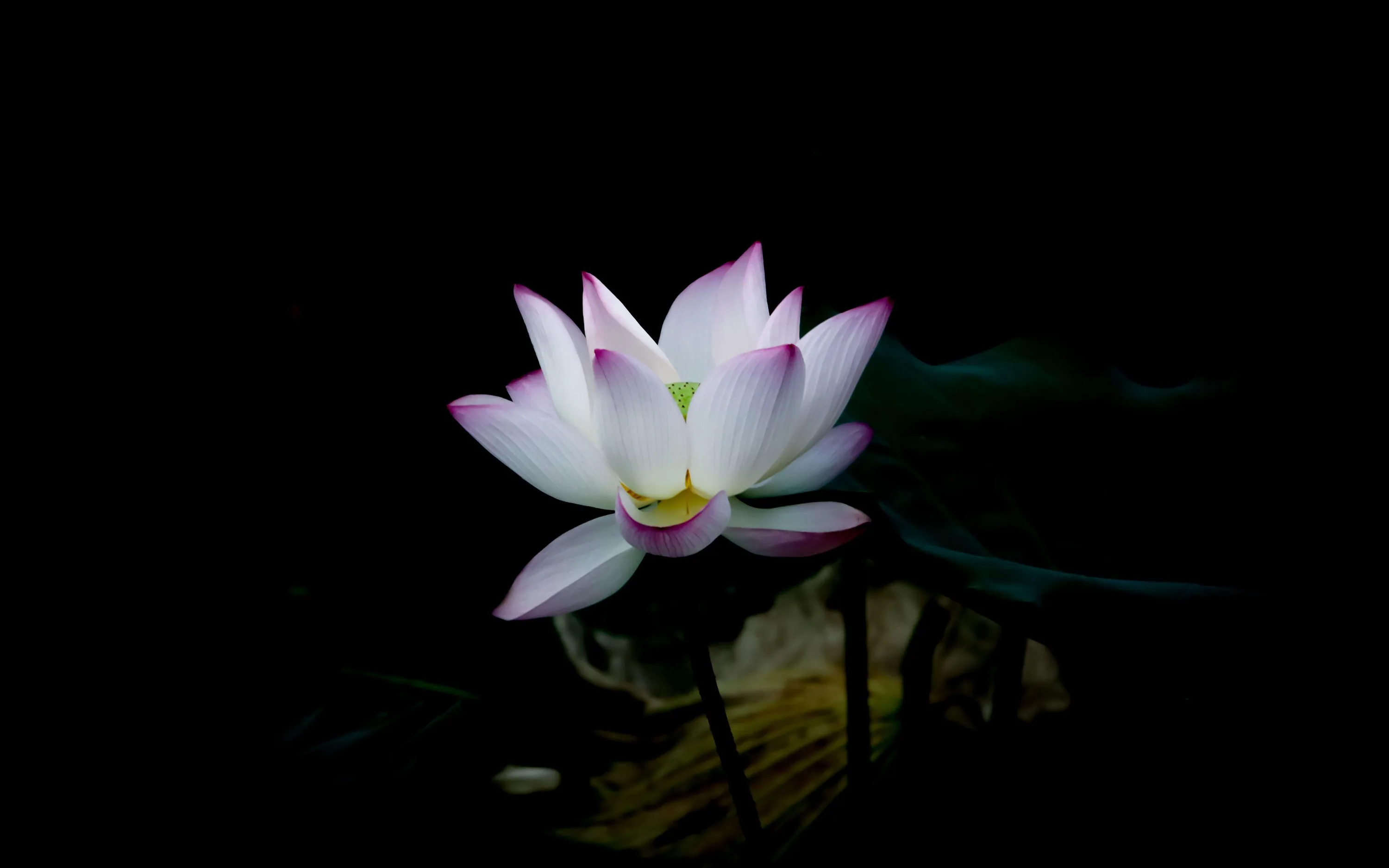 A pink-tipped lotus opens above still water, its faint reflection breaking below while the rest of the pond stays black.