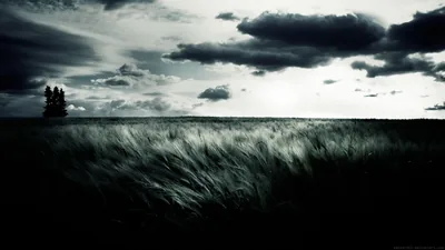 Wind combs a wide field of wheat while heavy cloud presses down, a small cluster of trees breaking the horizon on the left.
