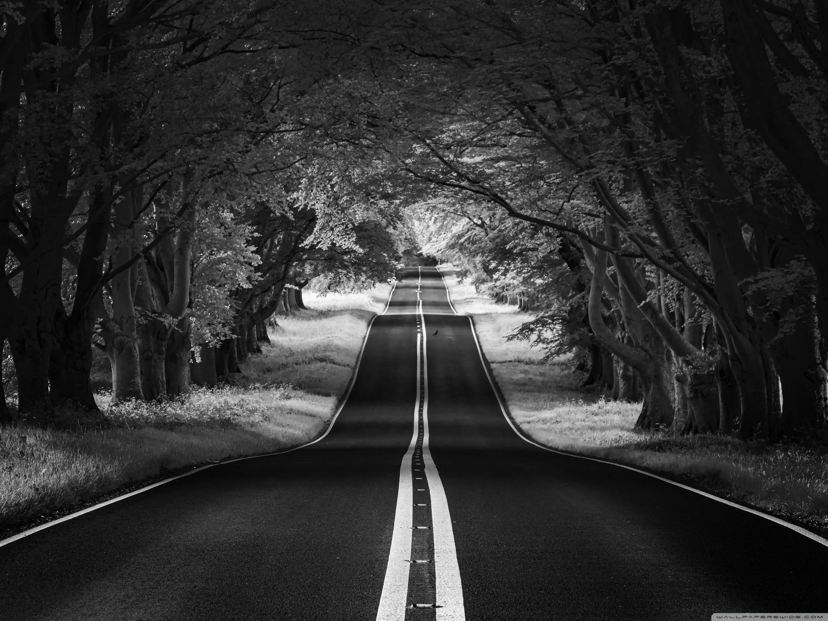 A road runs straight into a tunnel of trees, the centre line leading the eye to a bright gap at the far end.