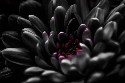 A chrysanthemum fills the frame in near-black petals, magenta showing only where the light reaches the inner ring around the centre.