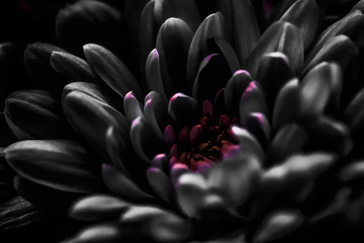 A chrysanthemum fills the frame in near-black petals, magenta showing only where the light reaches the inner ring around the centre.