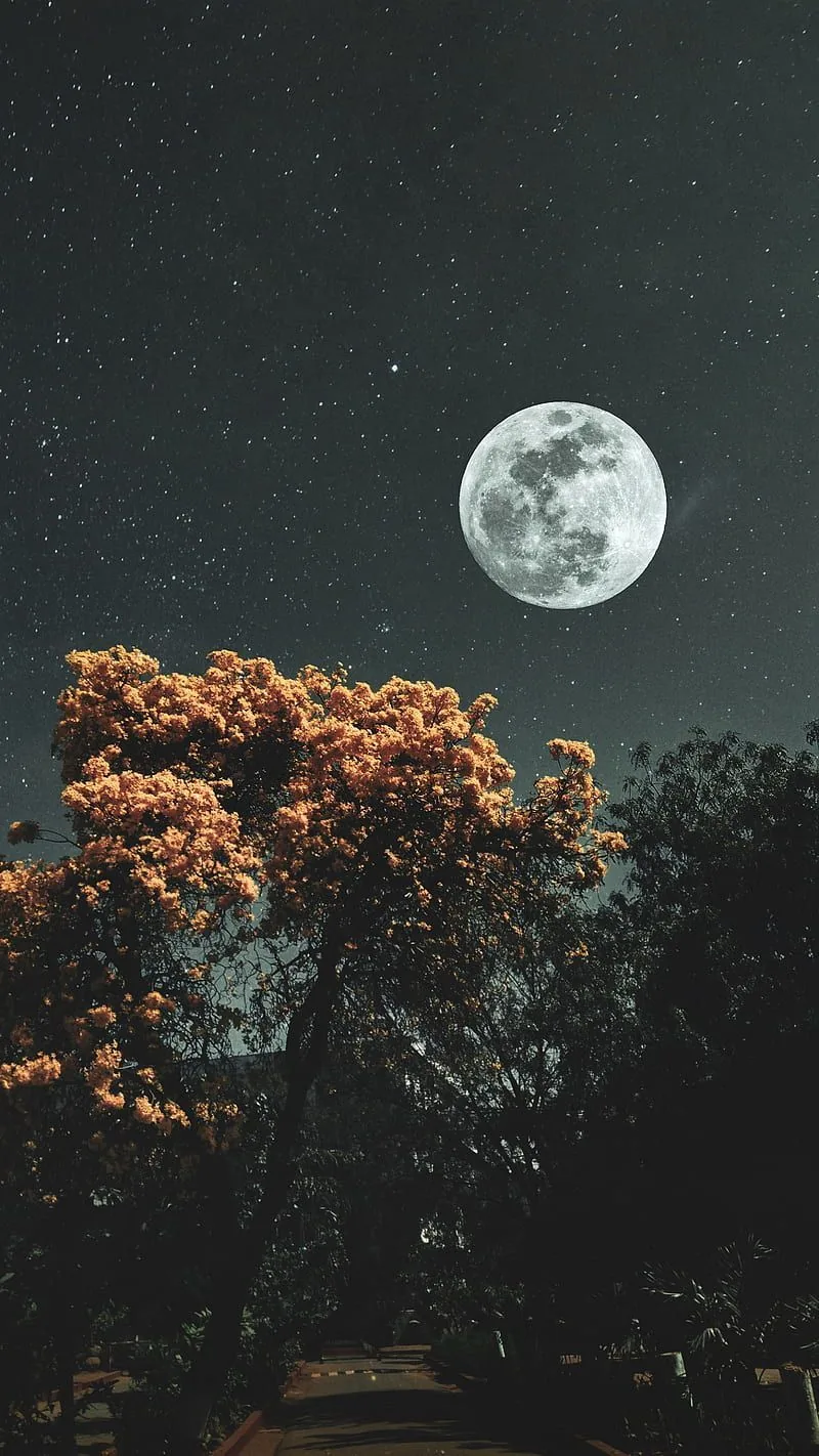 A full moon glows in the starry upper right above a tree crowned with orange blossoms, the road below fading into darkness.