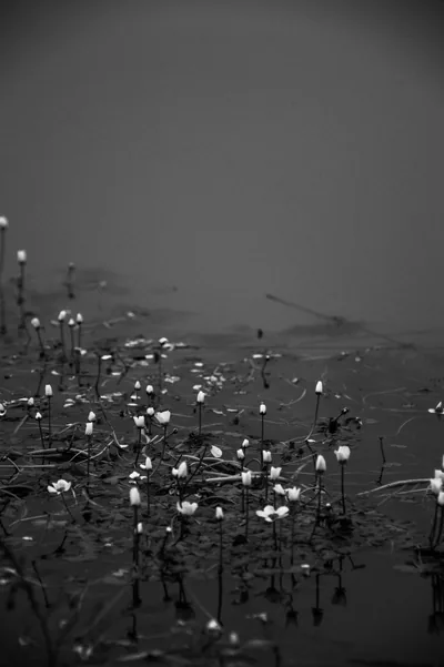 Small white flowers rise on thin stems from still water, mist flattening the background into pale grey in this black and white shot.