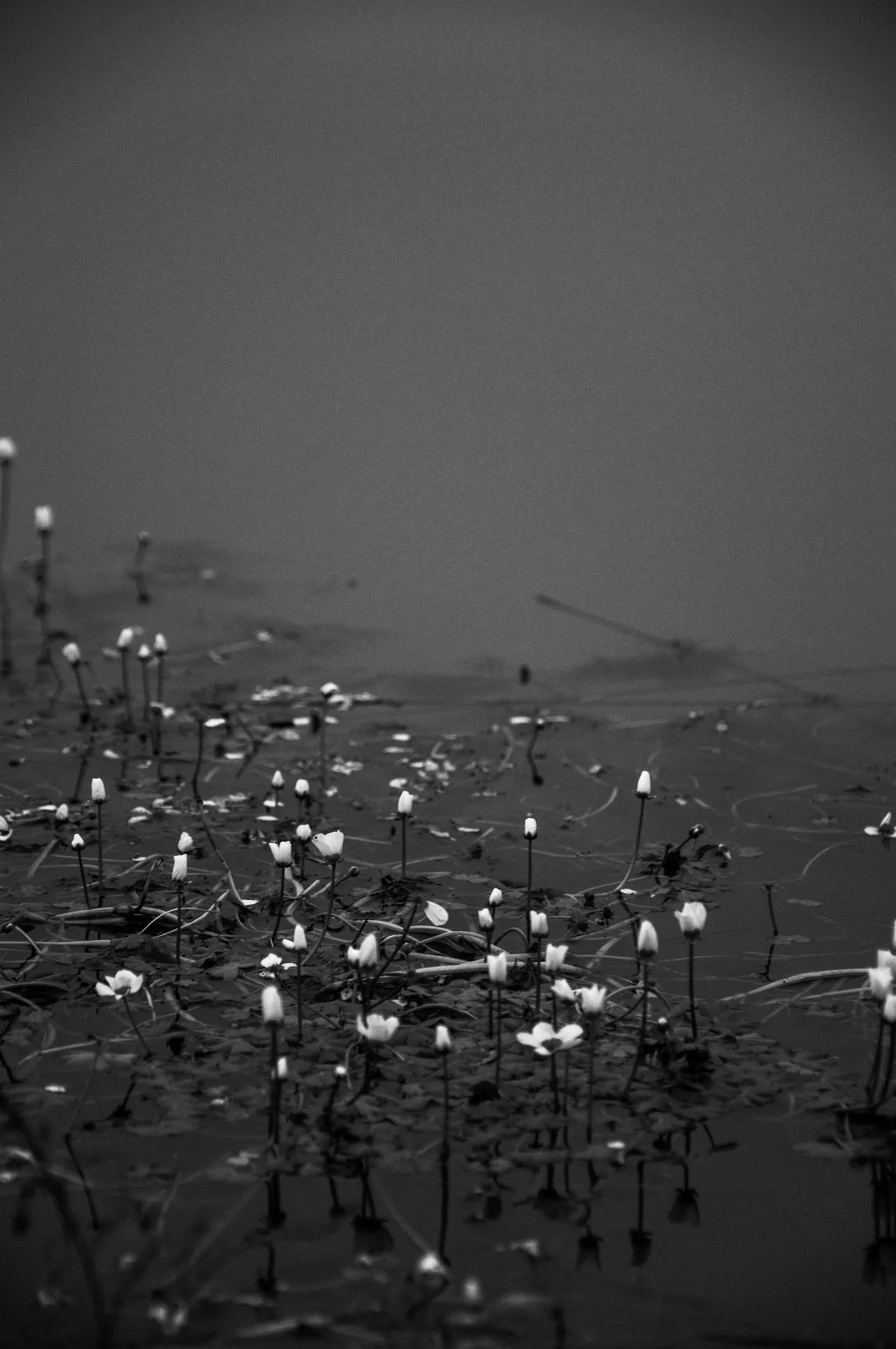 Small white flowers rise on thin stems from still water, mist flattening the background into pale grey in this black and white shot.