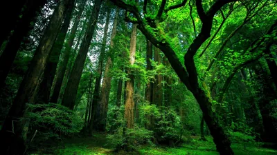 Slim redwood trunks rise through deep green gloom while a dark bough arcs across the upper right, shadows heavy enough to hide desktop clutter.