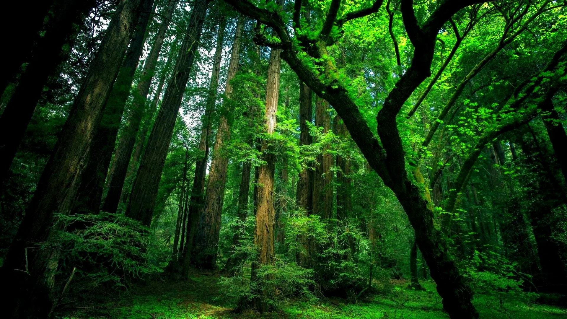 Slim redwood trunks rise through deep green gloom while a dark bough arcs across the upper right, shadows heavy enough to hide desktop clutter.
