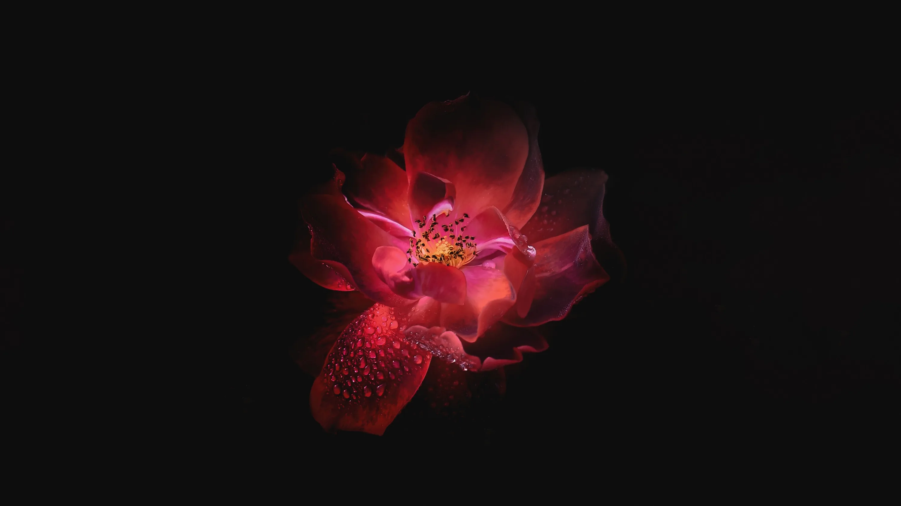 A single red orchid catches a narrow beam in the middle of the frame, its lower petal speckled and the rest of the field solid black.