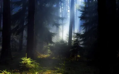 Light breaks between tall trunks in a misty forest, ferns catching the only warm colour on the floor.