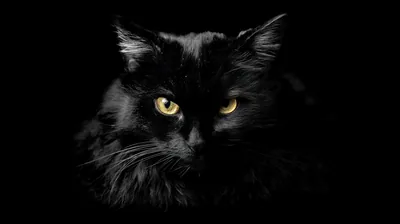 A fluffy black cat looks left with calm yellow eyes, light falling on the ruff and forehead while the right side of the body vanishes into black.