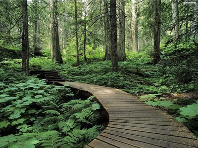 A plank boardwalk snakes between cedar trunks and waist-high ferns, its curve leading from the bottom edge into hazy green depth at centre.
