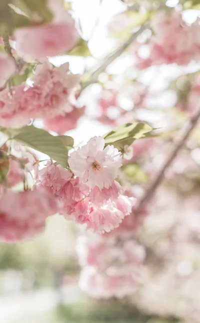 Clusters of pink cherry blossoms hang in soft focus against a washed-out sky, so pale overall that dark text reads far better than white.
