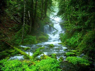 White water steps down a fern-lined ravine past fallen mossy logs, mist softening the trees at the top while green fills every corner.