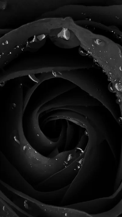 A rose fills the whole frame in deep black, water beads sitting along the outer petals where the light lands.