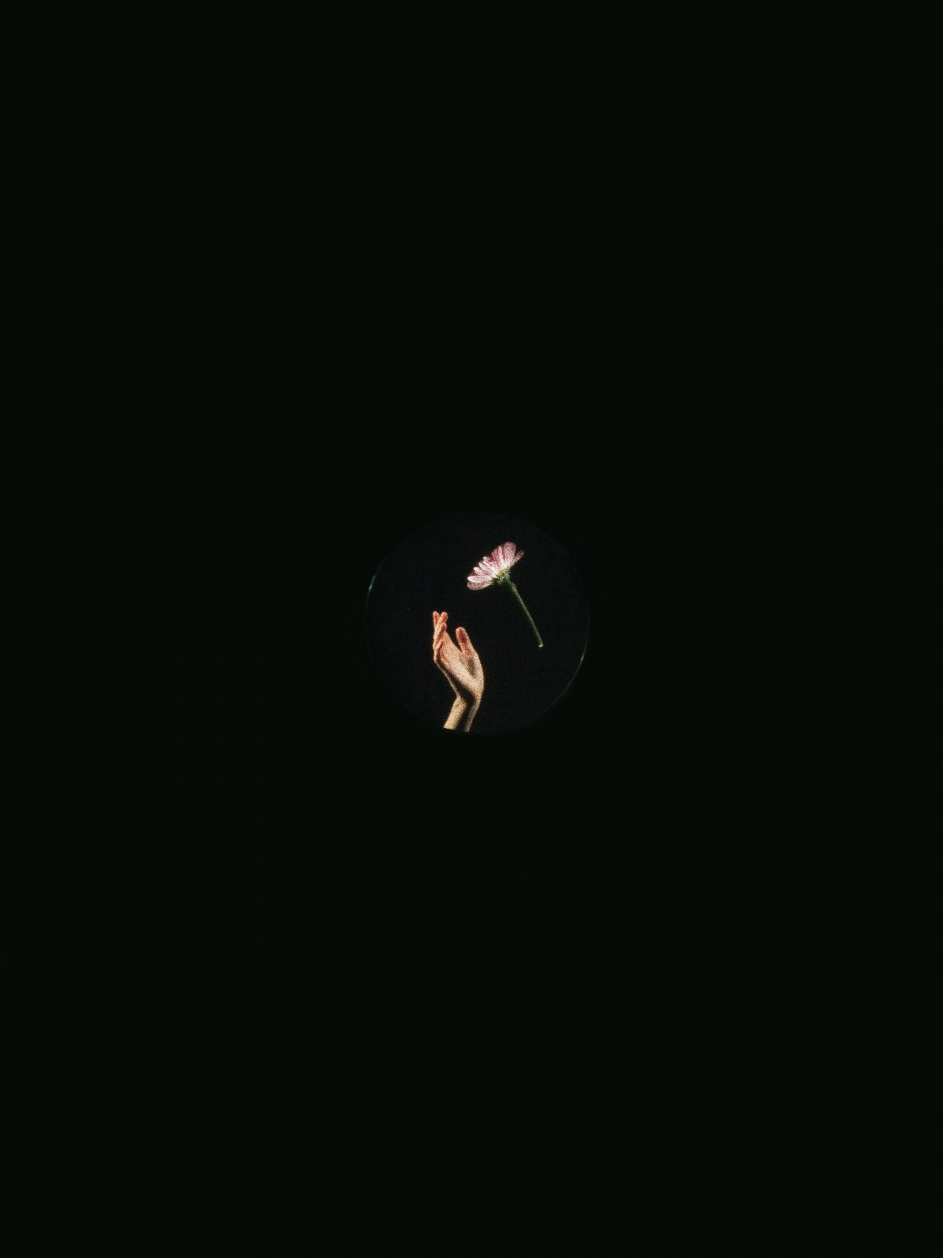 A tiny pool of warm light near the centre catches a hand holding a thin dried stem, everything around it swallowed in black.