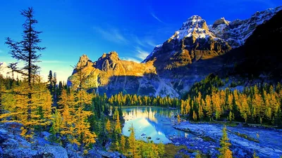 Golden larches circle a small tarn under a saturated blue sky, sunlit rock walls and a snowy horn closing off the basin behind.