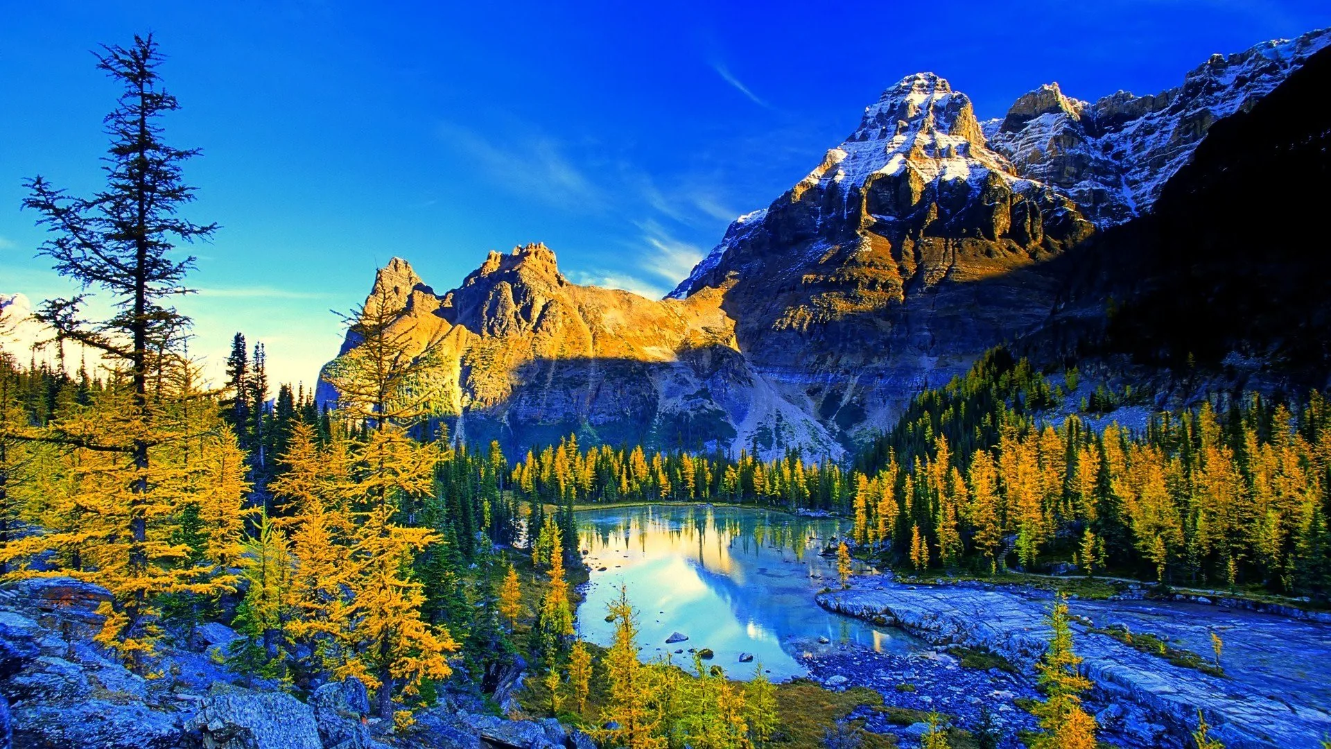 Golden larches circle a small tarn under a saturated blue sky, sunlit rock walls and a snowy horn closing off the basin behind.