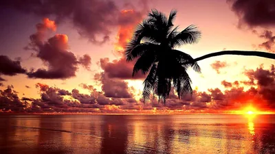A single palm leans across the frame from the right as the sun flares near the horizon below it, the sea turned to pink glass under rose-lit clouds.