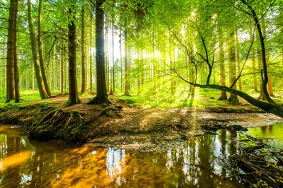 Low sun floods a shallow brown creek winding between fir trunks, fresh green leaves glowing overhead and the light source sitting just left of centre.