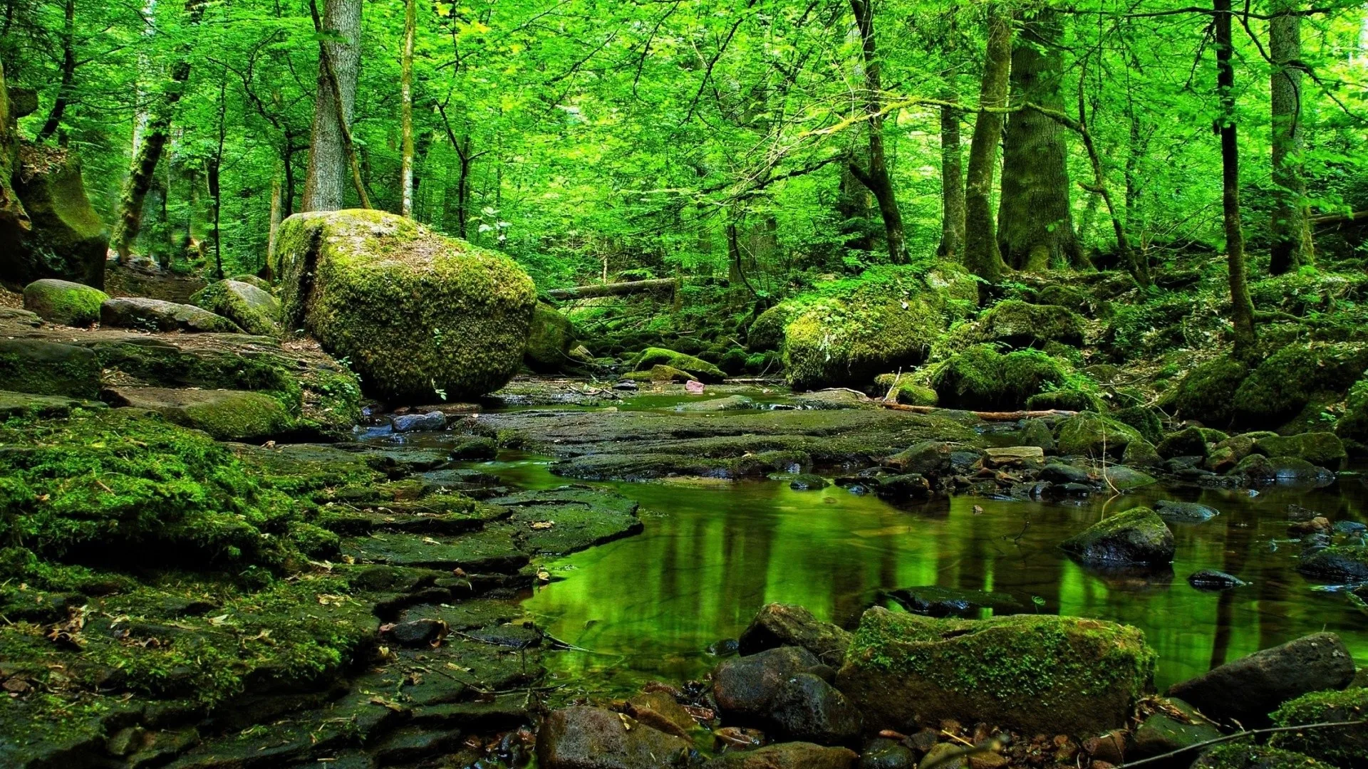 Boulders wrapped in thick green moss line a still woodland stream that mirrors the canopy, the water strip running low across the frame.