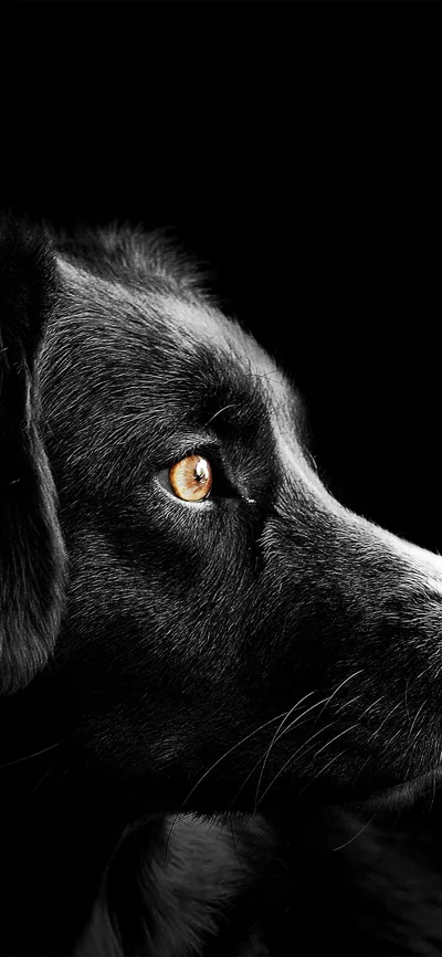 A black dog rests in profile against a black background, only the amber eye, muzzle fur and whiskers catching enough light to read.