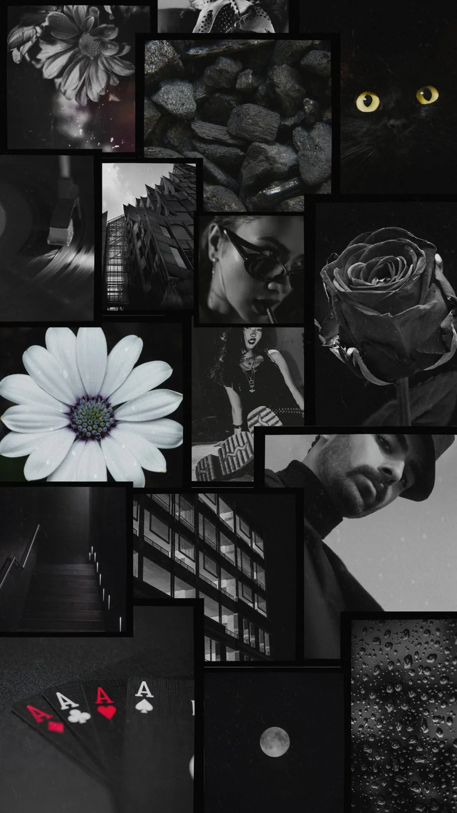 A grid of black and white shots — a rose, a daisy, playing cards — with two yellow cat eyes in the top corner.