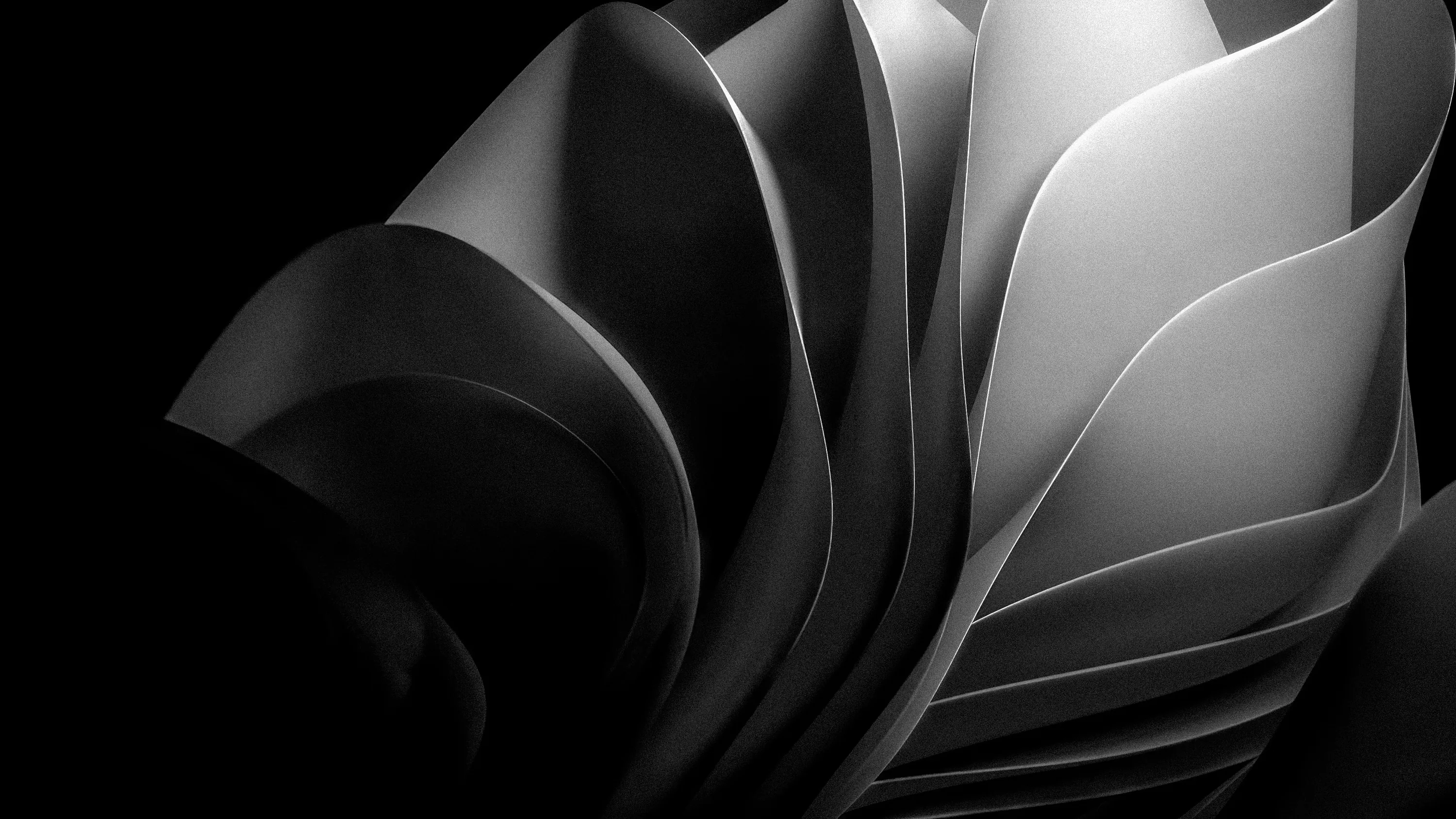 Sheets of pale material curl into overlapping petals on the right while the left side drops into black.