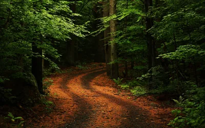 A leaf-strewn track curves right and vanishes between dark trunks, the copper path bright against green shade — the near-black top suits a desktop menu bar.