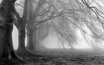 Old trees lean over a field in heavy mist, branches reaching left across a pale grey sky.
