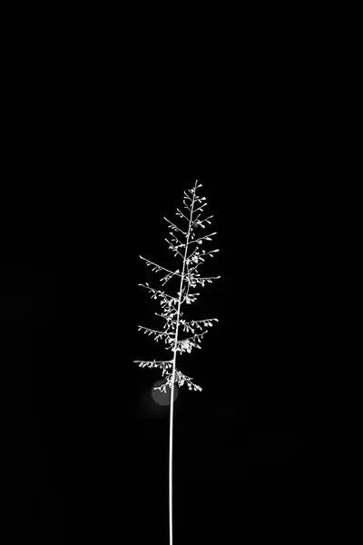 One tall seed head stands lit from behind, a small pale disc glowing just below it and nothing else in the frame.