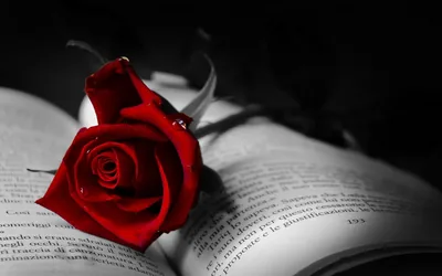 A single rose lies across the pages of an open book, its red the only colour while the paper and background fall away in monochrome shadow.