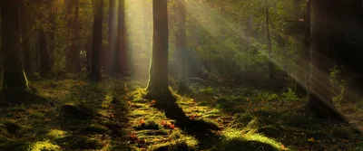 An ultrawide crop of amber light raking through dark trunks onto mossy ground, shadows striping toward the camera — most of the frame stays near-black.