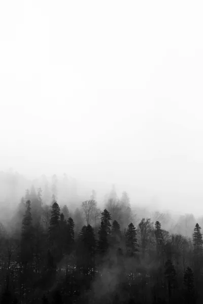 Fog swallows a hillside of pines from the top down, the upper two thirds of the tall frame left as flat white.