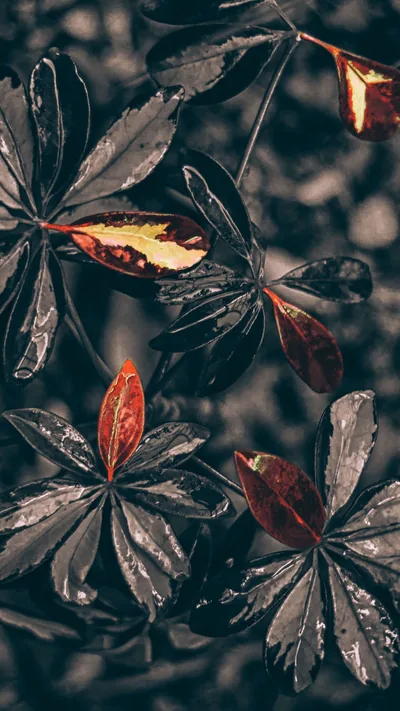 Broad dark leaves crowd the frame after rain, a few turning rust red at the edges under low grey light.