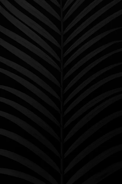 A single palm frond fills the frame with its ribs angling away from a central spine, tones sitting a hair above true black.
