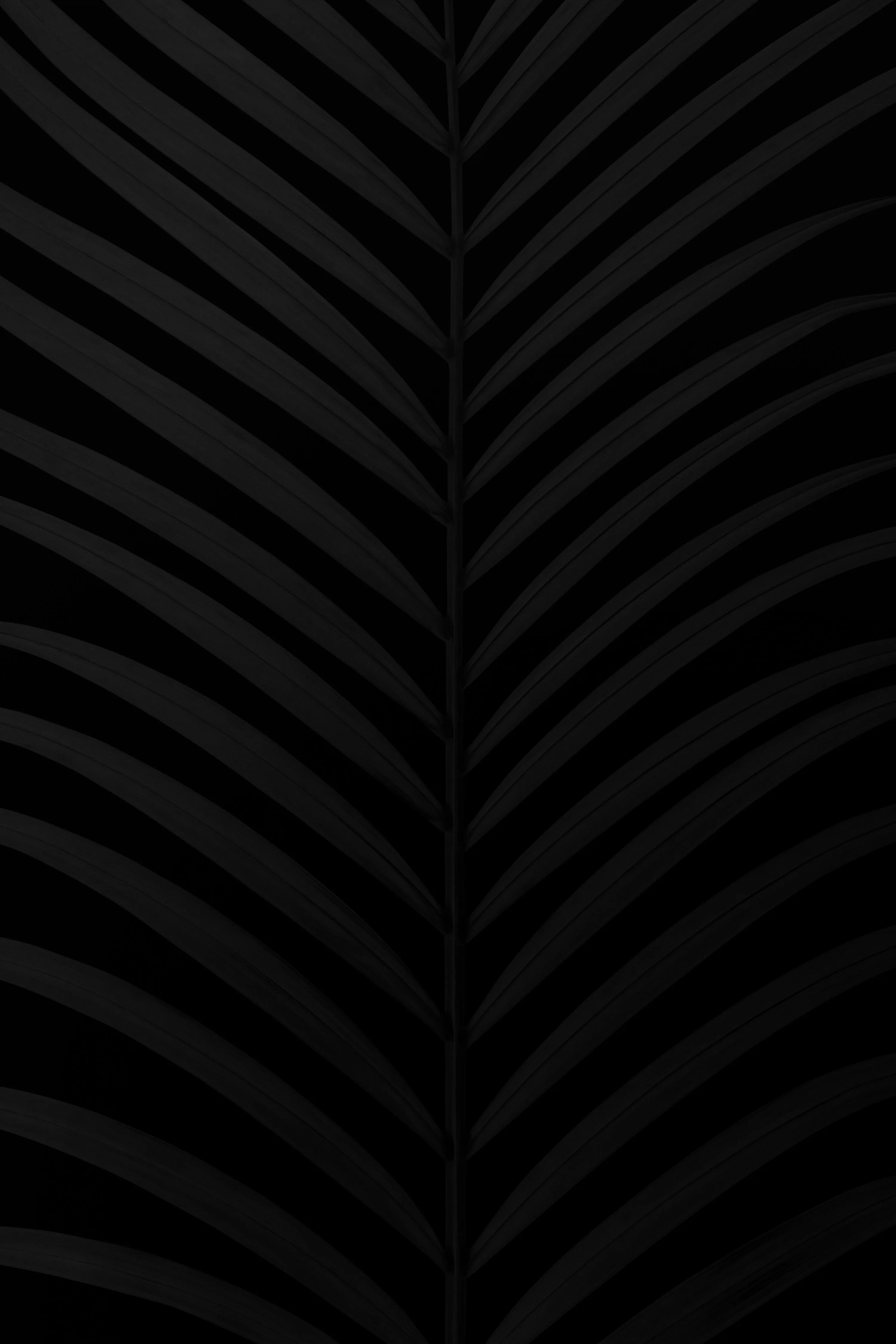 A single palm frond fills the frame with its ribs angling away from a central spine, tones sitting a hair above true black.
