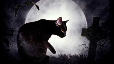 A black cat sits on a grave with a stone cross beside it, a huge moon behind and bats crossing the top left corner.