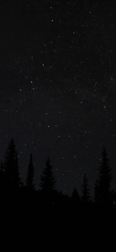 A ragged line of pine trees stands black against a deep night sky, stars thickening toward the top where nothing blocks the view.