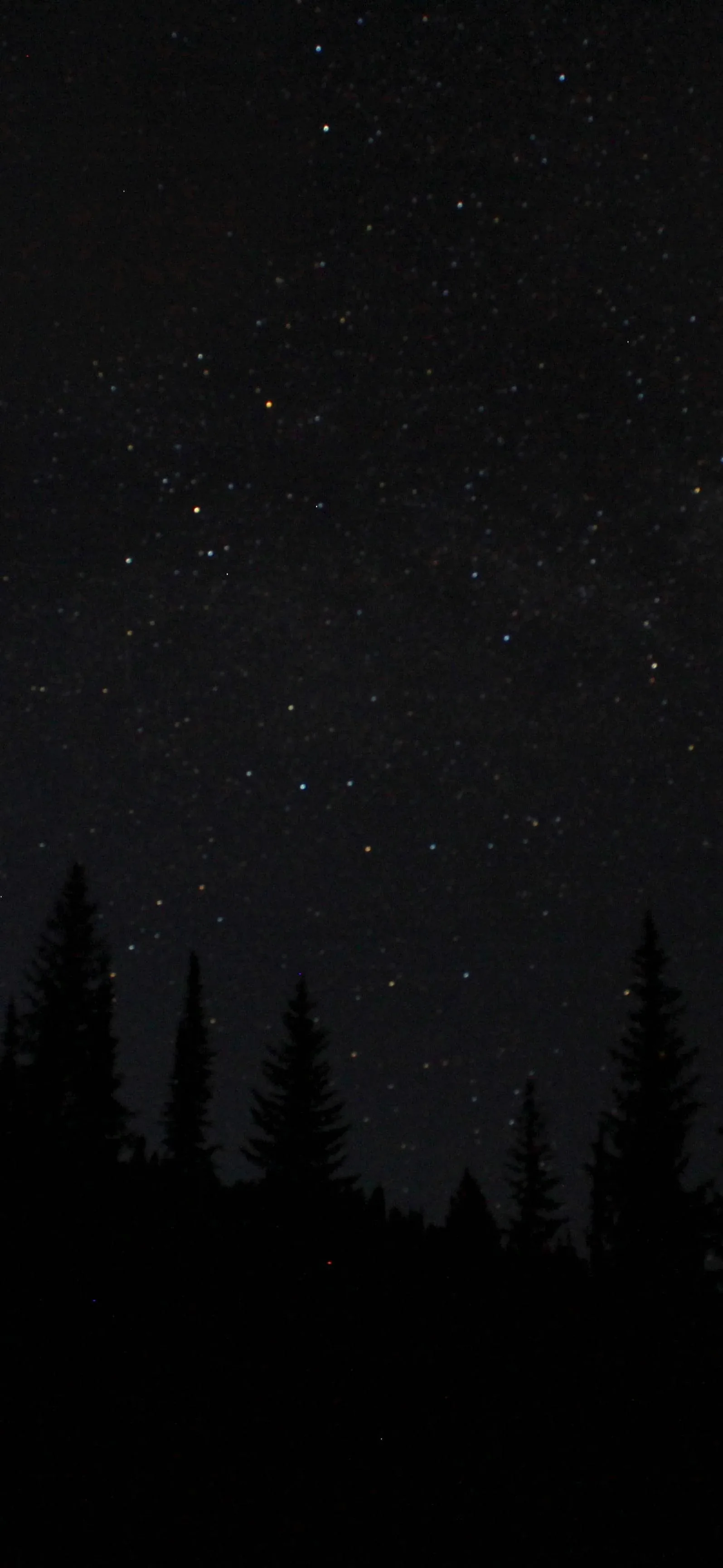 A ragged line of pine trees stands black against a deep night sky, stars thickening toward the top where nothing blocks the view.